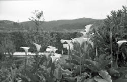 012 Atalaia arums au jardin 2