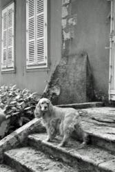 001 Chien de Florence