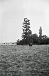 001 L'arbre du mariage des parents