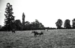 001 Vaches
