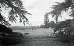 014 Chenonville Cèdres Vaches et Prés 01