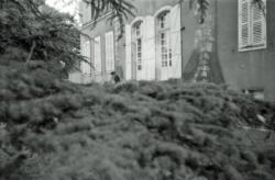 015 Chenonville Florence branches