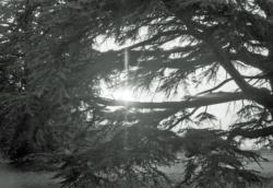 015 Chenonville Soleil dans les branches