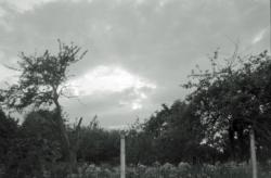 017 Chenonville ciel et arbres
