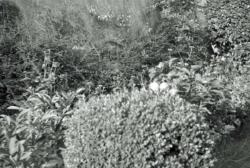019 Chenonville buis et pommier