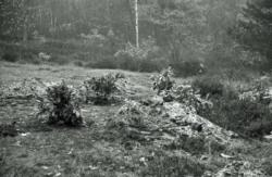 010 Lasne plantaition des rodos 02