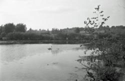 012 La Berliere Cygne  avec petits