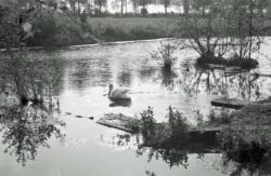 012 La Berliere Cygne a l'ancien debarcadere