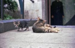 021 La Berliere 2 chats