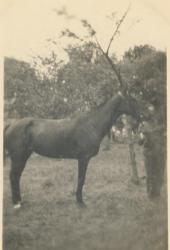 RICO 028