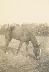 RICO 075